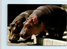 River Hippopotamus - Calgary Zoo - St. George's Island, Calgary, Alberta, Canada picture
