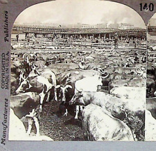 Cattle Union Stock Yards Chicago Illinois Photograph Keystone Stereoview Card picture