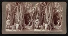 Sri Lanka A maze of the down-shooting roots of the banyan tree (F - Old Photo picture