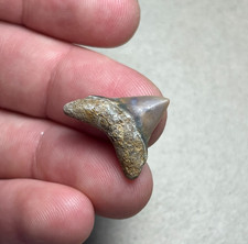 RARE Big Thresher Shark Tooth Alopias Hermani Fossil Summerville, SC picture