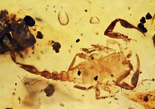 Rare Complete Scorpion, Fossil inclusion in Burmese Amber picture