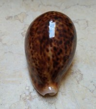 F Cypraea pantherina NICE RED COLOR 91.5mm F+++ red sea super natural glossy picture