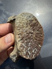Dolphin Vertebra Fossil Venice Florida Scuba Diver Find picture