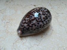 F Cypraea pantherina wow colour 93.6mm F++++F+++ red sea shell natural glossy picture