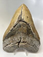Megalodon Shark Tooth 5.87” Huge - Authentic Fossil - Natural 14322 picture