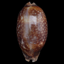 CY109 Cypraea (Macrocypraea) mammoth 109.6mm | Trinidade Is., Brazil | F++ picture