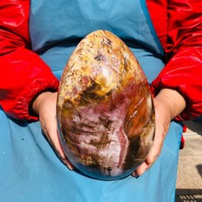10.49LB Natural Petrified Wood Fossil Egg Crystal Mineral Healing picture