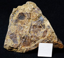 Museum quality Cooksonia caledonica perfect sporangium oldest  land fossil plant picture