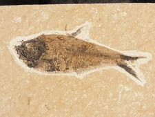 NICE and Natural Knightia FISH Fossil on Matrix Wyoming 488gr picture