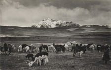 c. 1940's Alpacas Grazing, Andean Highlands, Peru RPPC by Martin Chambi Jiménez picture