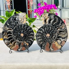2.45LB Large Natural Black Ammonite Pair Slices Mineral Specimen Reiki picture