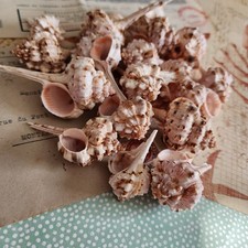 10pc Murex Haustellum Shells - Craft Shells - Bulk Shells - Wholesale Shells picture