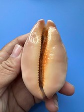 76.1mm | Cypraea Mappa | F+++ GEM |ORANGE mouth | Nice pattern picture