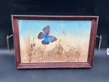 Vintage Blue Morpho Butterfly Botanical Specimen Shadow Box Tray 18x12 picture