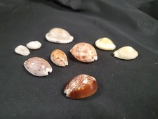 Lot Of 9 Cypraea Lyncina Lynx,Monetaria - Hawaii Thailand Philippine RARE SHELLS picture