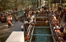 Melvin Village NH New Hampshire Salmon Stripping c1950-60s Vintage Postcard picture