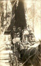 Horse-drawn Ride Thru Redwood Tree GREAT IMAGE c1910 Real Photo Postcard bhn picture
