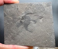 Juvenile Eurypterid fossil - Eurypterus remipes - Silurian Herkimer, NY picture