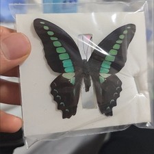 20 Real Blue Green Butterfly Specimens Spread Wings A1/A- Entomology DIY picture