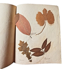 Antique 19thC Botanical Herbarium Pressed Leaves Southworth 12Set picture