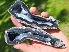 Tampa Bay Agatized Coral CUT POLISHED Fossil Florida Pair black blue UV picture
