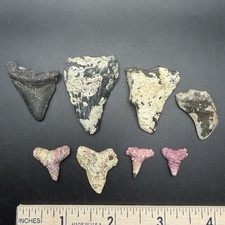 Megalodon Shark Teeth & Corral Encrusted Small Shark Teeth Venice Florida picture