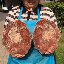 2pcs 6.66LB Natural Petrified Wood Crystal Fossil Slice Shape Specimen Healing picture