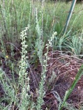 Dried Sagebrush Plants (about 1 oz.) From East Arizona picture