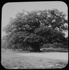 ANTIQUE JV Magic Lantern Slide SHERWOOD FOREST OAK C1890 VICTORIAN PHOTO picture