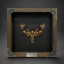 Death Head Moth Taxidermy in Wood Frame Insect Vintage Decor Gothic Wall Art picture