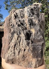 ☘️RR⛏️: Rare Fire Scarred  Woodworthia Petrified Wood, NE AZ picture