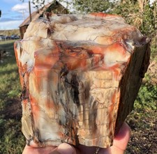 โ๏ธRRโ๏ธ: Top Quality Arizona Rainbow Petrified Wood 3.75 Lb ๐ picture