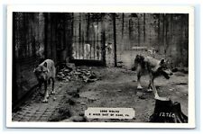 Lobo Wolves 8 Miles East Kane PA Pennsylvania Postcard G1 picture
