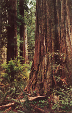 California Coast Redwoods, Forest Giants, Save-the-Redwoods League, Vtg Postcard picture