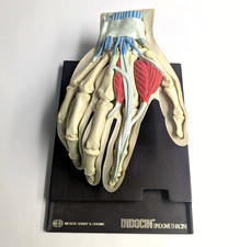 Vintage 1960s Merck Indocin Anatomical Hand Model Medical Advertising Display picture