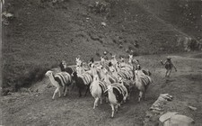 c. 1940's Llamas Being Herded, Andes, Peru RPPC by Martin Chambi Jiménez picture