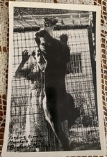 RPPC Photo Postcard Woman Feeding Caged Mountain Lion Bigfork Montana picture