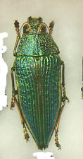 BUPRESTIDAE Psiloptera attenuata**** normal green form ***** BRAZIL picture