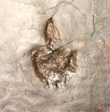 FANTASTIC RARE DINOSAUR FOSSIL FOOTPRINT TRACK ATREIPUS FOSSIL NJ 200 MYO picture