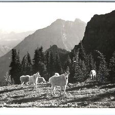 c1950s Glacier National Park, MT RPPC Rocky Mountain Goats Lacy Real Photo A113 picture