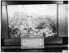 Display Of A Ground-Sloth Hunt In The Natural History Museum Calif - Old Photo picture