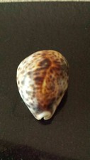 Sea Shells Cypraea Tigris  Schilderiana 63 MM  - RARE Dark Spots and Line WOW picture