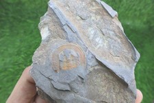 Declivolithus Trilobite Fossil Ordovician Morocco picture