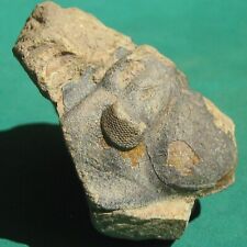 Huge Ultra Rare Trilobite Fossil Malvinocooperella pregiganteus Bolivia picture