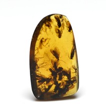 Large swarm of Trichoptera (Caddisfly) in Burmese Amber picture