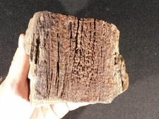 VERY Well Defined BARK 100% Natural Petrified Wood Fossil Jurassic Utah 1445gr picture