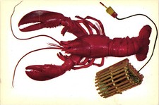 A Maine Lobster Postcard Unposted picture