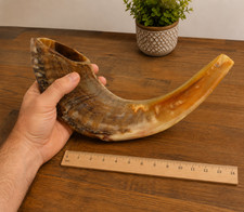 Kosher Ram Horn Shofar, Half Polish 12-16 Inch Judaism Worship Prayer Instrument picture
