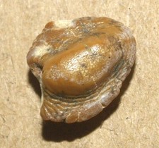 Lovely Rooted tooth -Ptychodus anonymus, Cenomanian of Ryazan reg., Russia picture