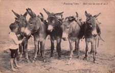 RPPC Young Boy Feeding Pack Mules FEEDING TIME 1916 Photo Postcard picture